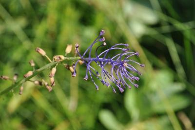 <i>Muscari comosum</i>