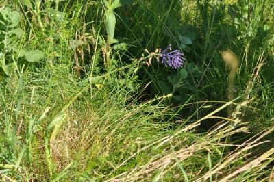 <i>Muscari comosum</i>