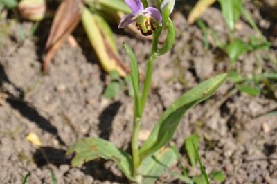 <i>Ophrys apifera</i>