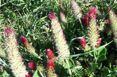 <i>Trifolium incarnatum</i>