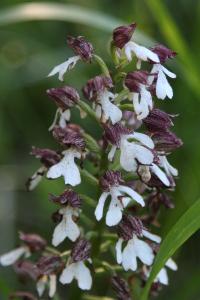 <i>Orchis purpurea</i>