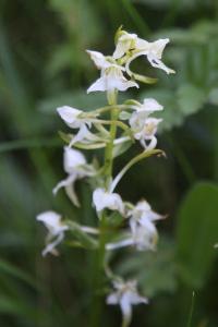 <i>Platanthera chlorantha</i>