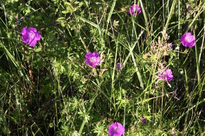 <i>Geranium sanguineum</i>