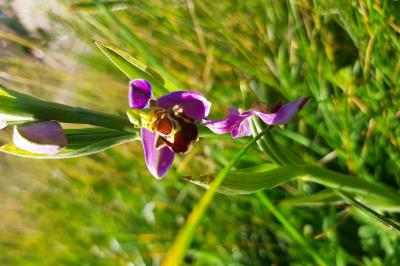 <i>Ophrys apifera</i>