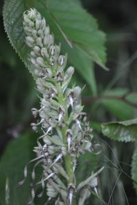 <i>Himantoglossum hircinum</i>