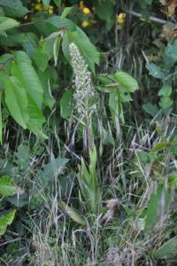 <i>Himantoglossum hircinum</i>