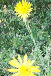 <i>Tragopogon pratensis</i>