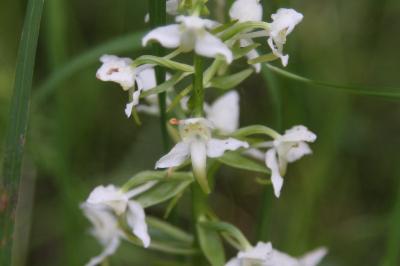 <i>Platanthera chlorantha</i>