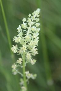 <i>Reseda lutea</i>