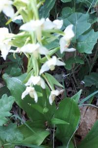 <i>Platanthera bifolia</i>