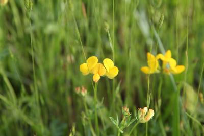 <i>Lotus corniculatus</i>
