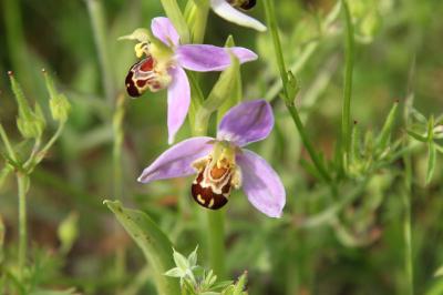 <i>Ophrys apifera</i>