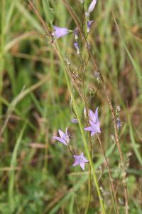 <i>Campanula rapunculus</i>