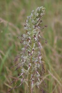 <i>Himantoglossum hircinum</i>