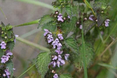 <i>Ballota nigra</i>