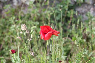 <i>Papaver rhoeas</i>