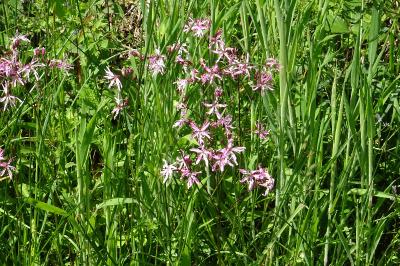 <i>Lychnis flos-cuculi</i>