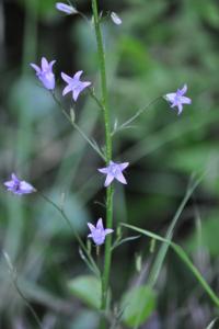 <i>Campanula rapunculus</i>