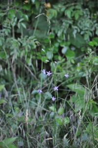 <i>Campanula rapunculus</i>