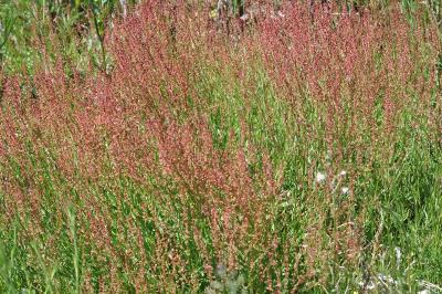 <i>Rumex acetosa</i>