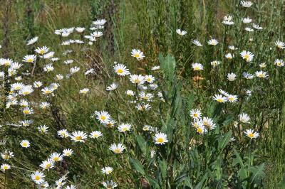 <i>Leucanthemum vulgare</i>