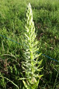 <i>Himantoglossum hircinum</i>
