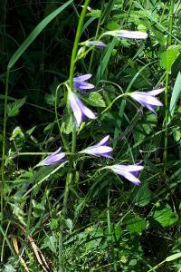 <i>Campanula rapunculus</i>