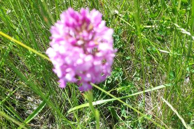 <i>Anacamptis pyramidalis</i>