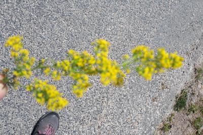 <i>Galium verum</i>