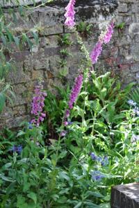<i>Digitalis purpurea</i>