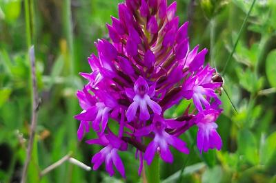 <i>Anacamptis pyramidalis</i>