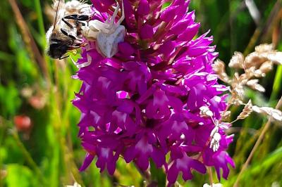 <i>Anacamptis pyramidalis</i>