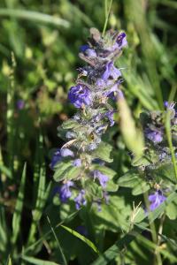 <i>Ajuga genevensis</i>