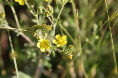 <i>Potentilla argentea</i>