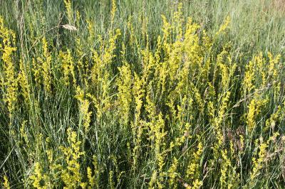 <i>Galium verum</i>