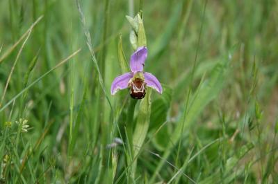 <i>Ophrys apifera</i>