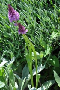 <i>Anacamptis pyramidalis</i>