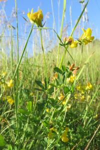 <i>Lotus corniculatus</i>