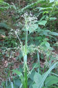 <i>Scirpus sylvaticus</i>
