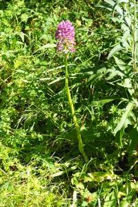 <i>Anacamptis pyramidalis</i>