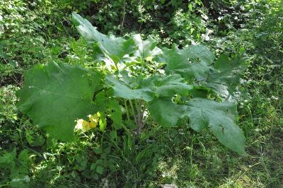 <i>Arctium lappa</i>