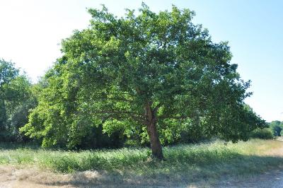 <i>Alnus glutinosa</i>