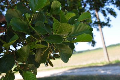 <i>Alnus glutinosa</i>