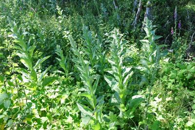 <i>Verbascum thapsus</i>