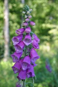 <i>Digitalis purpurea</i>