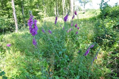 <i>Digitalis purpurea</i>