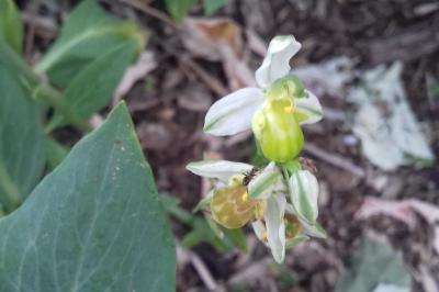 <i>Ophrys apifera</i>
