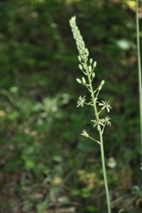 <i>Loncomelos pyrenaicus</i>
