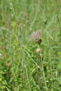 <i>Tragopogon pratensis</i>