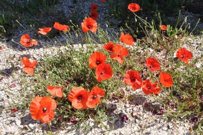 <i>Papaver rhoeas</i>